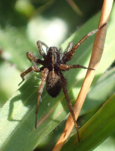 Réf. 315 505 : Pardosa sp.